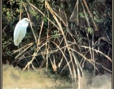 D50-AWE151-RB-Habitat Mangroves 1. Bansemer, 