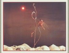 NorfleetB 37 ALandscapeSoLone-WeaSDC. Norfleet, �������