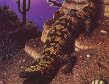 lrsSheltonDoug-DesertGems. ������, ���