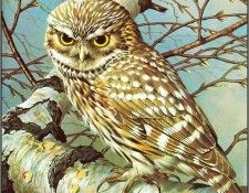 pa BasilEde 04 LittleOwl. , 