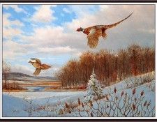 bs-na- Owen J Gromme- Back To Cover- Pheasants. Gromme,  J