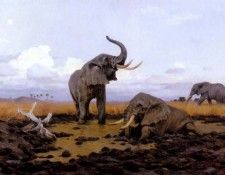 Kuhnert Wilhelm In The Twilgiht Elephants. Kuhnert, ���������