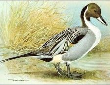 pa BasilEde 58 Pintail. ���, �������