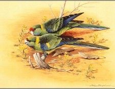 pa EricShepherd AP2004 08 MalleeRingneckParrots. , 