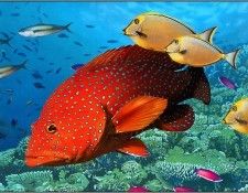 pa EgoGuiotto AG2004 03 CoralRockcod. Guiotto, 