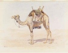 Female Riding Camel. , 