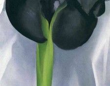 img954. OKeeeffe, ������