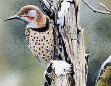 Susan Bourdet - Flicker on an Oak Snag, De. Bourdet, ������