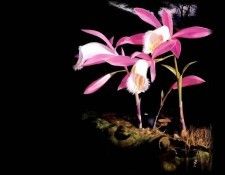 an artists garden csg026. ���, �������