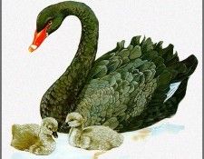 pa TonyOliver AustralianBirds 38 BlackSwan. , 