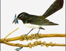 pa TonyOliver AustralianBirds 30 WillyWagtail. , 