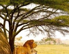 Ae 11 Serengeti Kopje Simon Combes sqs. ����, �����