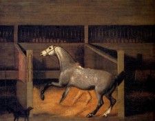 Sartorius Francis A Dappled Grey In A Stall. , 