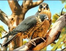 pa EgoGuiotto AG2004 10 AustralianHobby. Guiotto, 
