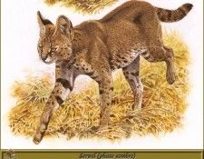 PO pfrd 081 Serval phase sombre. Dallet, ������