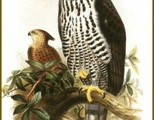 PO ptb 03 Aigle de Blyth. ����, ����