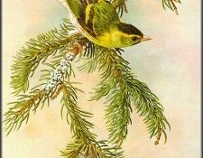 pa BasilEde 64 Siskin. , 