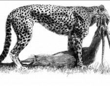 Ae 45 Cheetah with Thompsons Gazelle kill Simon Combes sqs. , 
