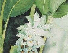 kb Folgner Amanda-Untitled1. Folgner, 