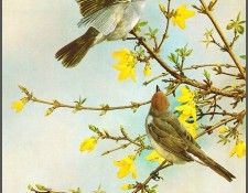 pa BasilEde 02 Blackcap. ���, �������