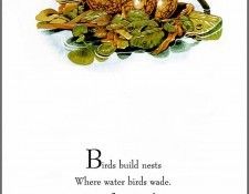 pa TonyOliver BirdsBuildNests 02a. ������, ����