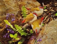 pa EgoGuiotto 10 Red BrowedFinch. Guiotto, 