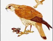 pa TonyOliver AustralianBirds 08 NankeenKestrel. , 