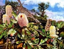 Oz AGls077 Tony Oliver Little Wattlebird. , 
