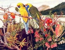 Oz AGls065 Tony Oliver Green Rosella. , 