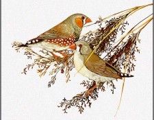 pa TonyOliver AustralianBirds 20 ZebraFinch. ������, ����