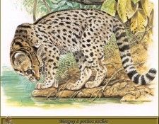 PO pfrd 101 Margay � petites taches. Dallet, ������