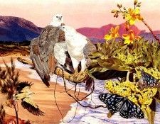Oz AGls107 Tony Oliver White-Bellied Sea-Eagle. , 