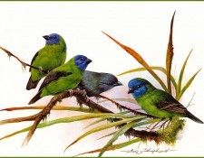 pa EricShepherd 11 BlueFacedFinch. , 