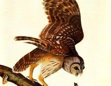 jja 0012 Barred Owl about 1821 sqs. Audubon, ���� ������