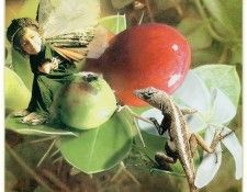 kb Cross Tom Win Natal Plum Fairy. �����, ���