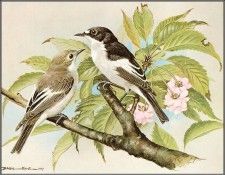 pa BasilEde 10 PiedFlycatcher. ���, �������