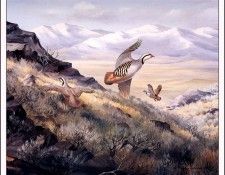 bs-na- Maynard Reece- Chukar Partridge. , 