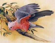 kb Shepherd Eric 05 Galah. ������, ����