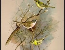EdeBasil-TheChiffchaff-WillowWarblerAndWhitethroat-sj. , 
