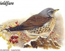 abs 03 fieldfare. , 
