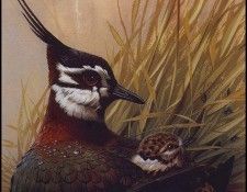 lrsAlkinsonMike-PeeWit. Alkinson, 