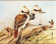 pa EricShepherd 05 LaughingKookaburra. , 