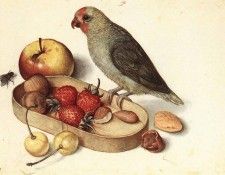 FLEGEL Georg Still Life With Pygmy Parrot. , 