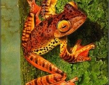 pa TonyOliver FrogsSingSongs 13b. , 