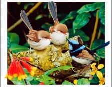 pa AusGeoArt 2003 12 EgoGuiotto SuperbFairtyWren. Guiotto, ���