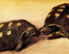 Eckhout Albert Two Brazilian tortoises Sun. Eckhout, 