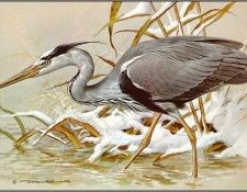 pa BasilEde 68 GreyHeron. , 