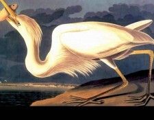 john havell after john james audubon(1835)-fl art csg040. Havell, 