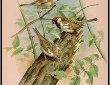 EdeBasil-TheHouseAndTreeSparrow-sj. , 