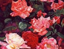 lrs Black Susan Colorof Roses. , 